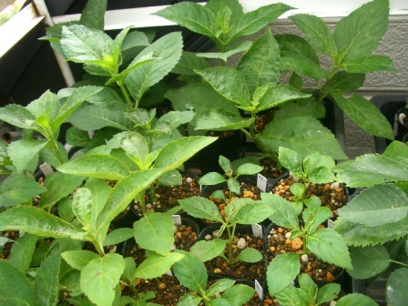 c0025140_2011386.jpg