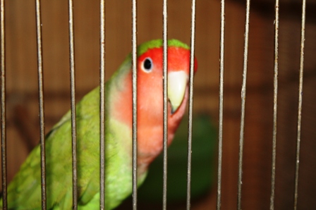 e0138840_12385666.jpg