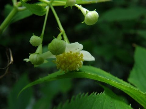 c0042869_20191633.jpg