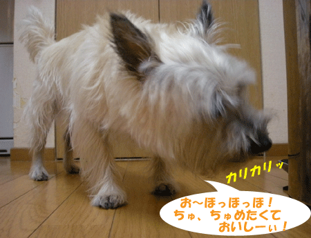 e0066883_21413055.gif