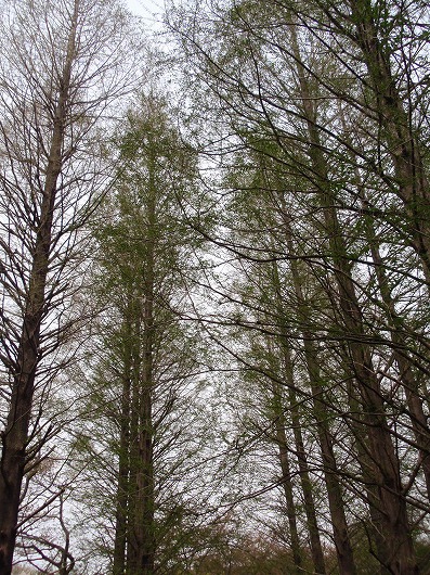 c0105785_10171120.jpg