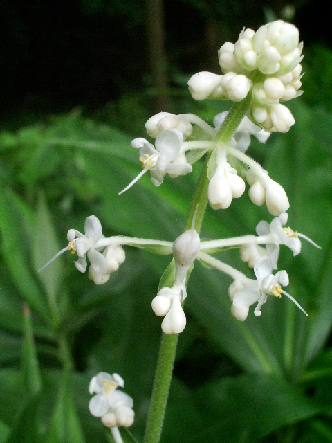 e0025300_21144114.jpg