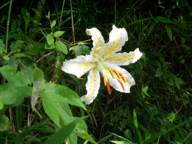 e0025300_21254138.jpg