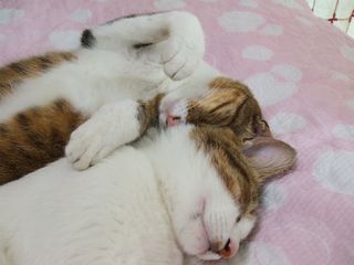 c0103205_2043427.jpg