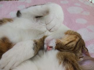 c0103205_206493.jpg