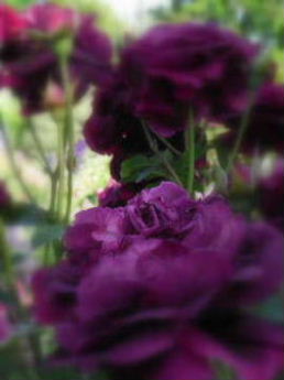 e0046112_5184019.jpg