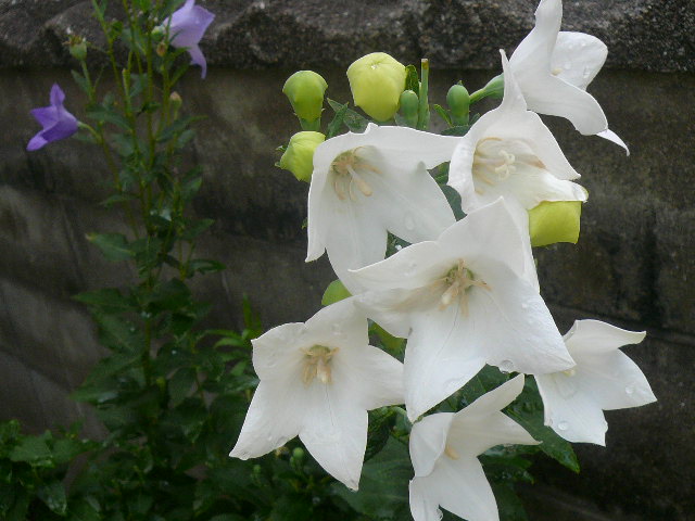 e0026017_1703714.jpg