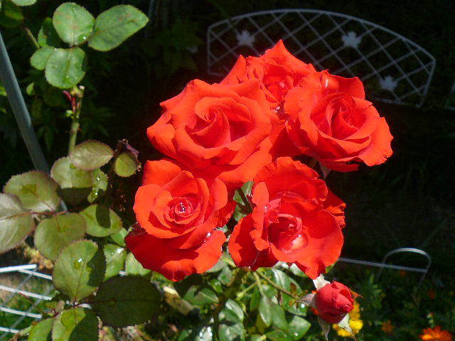 e0026017_1712475.jpg