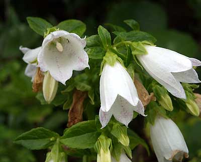 e0097770_1435.jpg