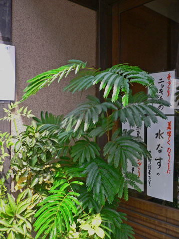 e0112077_193119.jpg