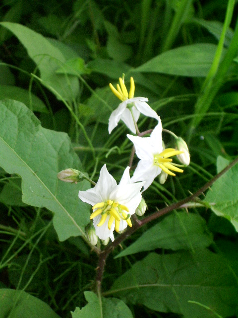 e0025300_2017649.jpg