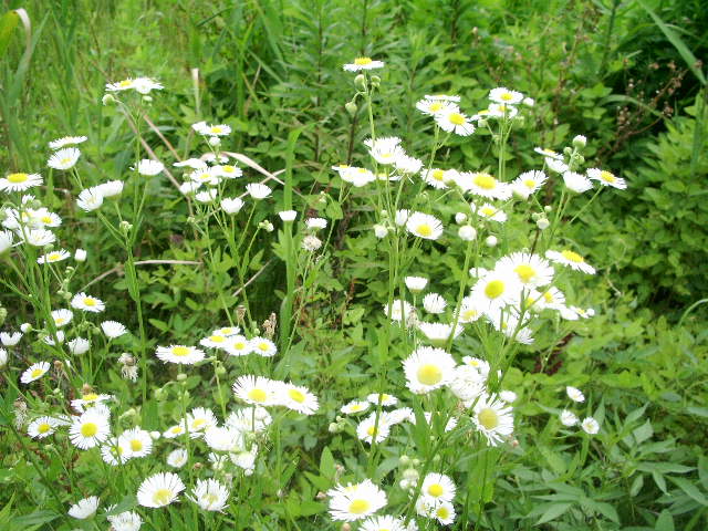 e0025300_20192063.jpg