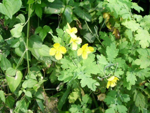 e0025300_202135100.jpg