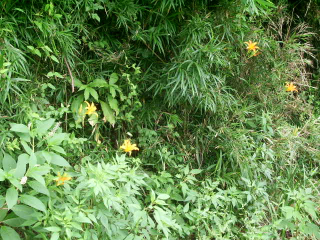 e0025300_20225255.jpg