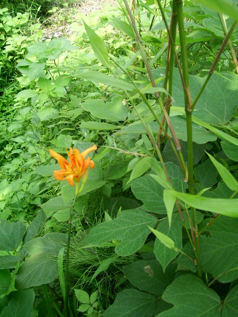 e0025300_20244060.jpg
