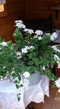 c0152002_21513432.jpg