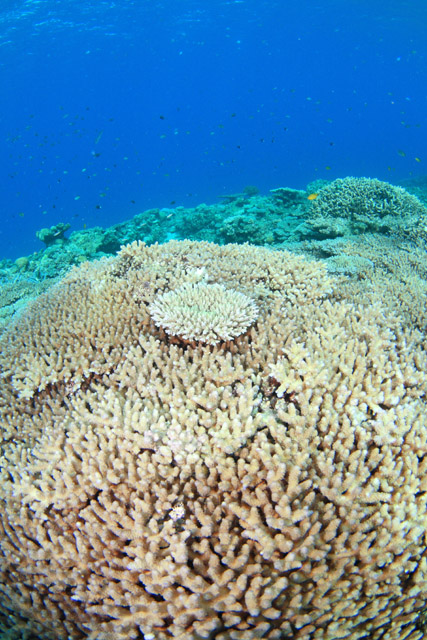b0110406_03728.jpg