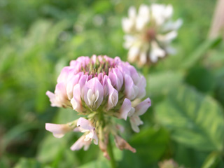 f0135908_22234054.jpg