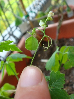 f0152412_20522339.jpg