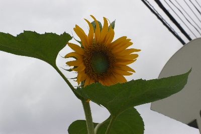 c0080132_21461354.jpg