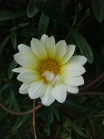 e0080345_827372.jpg