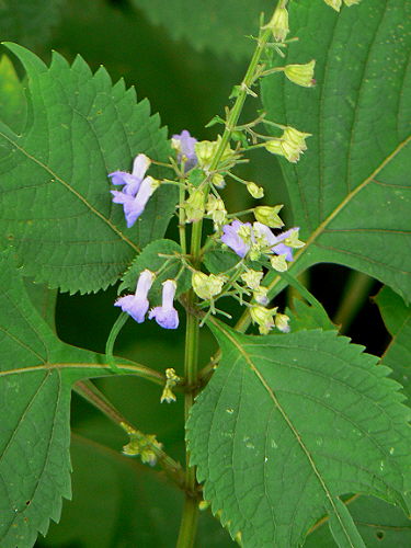 d0091754_03736.jpg
