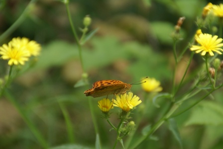 a0091666_2283260.jpg