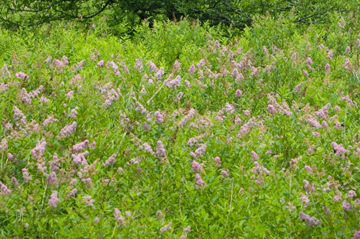 c0052470_10231281.jpg