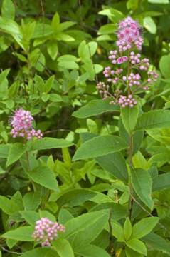 c0052470_10241100.jpg