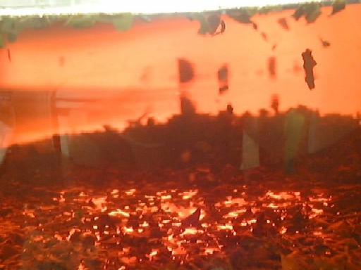 f0039281_239192.jpg