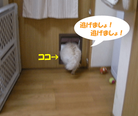 e0066883_22185535.gif