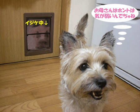 e0066883_22191169.gif