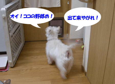 e0066883_2231496.gif
