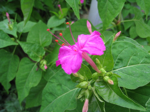 c0132387_0173317.jpg