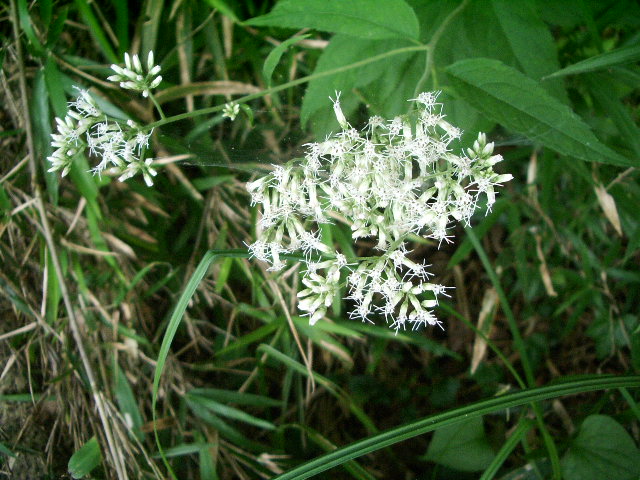e0025300_1229725.jpg