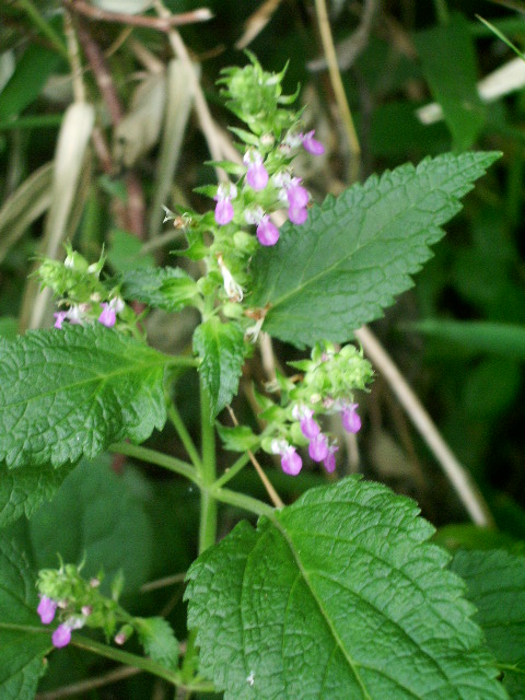 e0025300_12331726.jpg