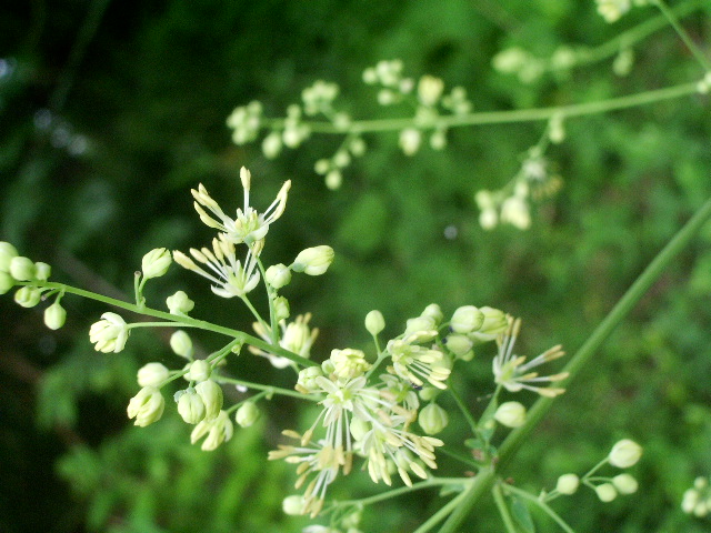 e0025300_12394445.jpg