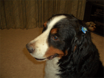 c0143711_17182044.gif