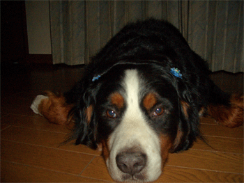 c0143711_17193140.gif