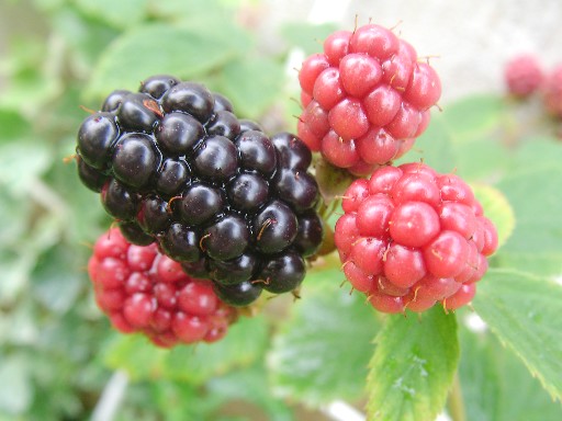 f0002833_12305619.jpg