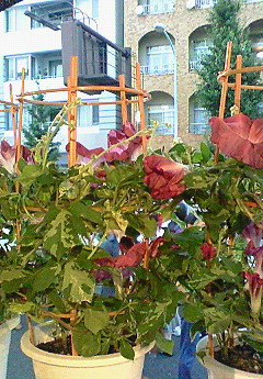 e0088684_2374372.jpg
