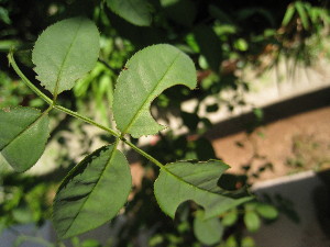 c0132387_028449.jpg