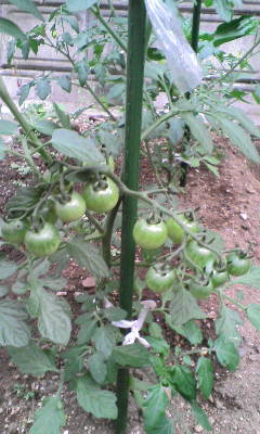 b0104198_1354522.jpg