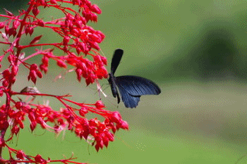 b0052108_17454657.gif