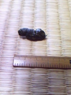 c0128710_20141222.jpg