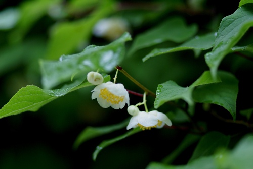 c0042418_7421348.jpg