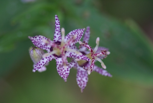 c0042418_7433351.jpg