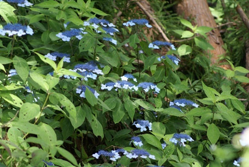 c0042418_743451.jpg
