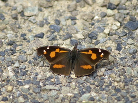 c0042418_7503184.jpg
