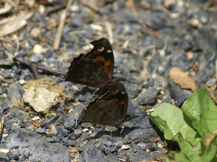 c0042418_7505635.jpg